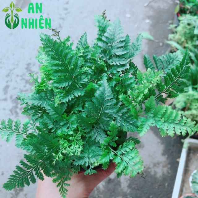 Cây Dương Sỉ