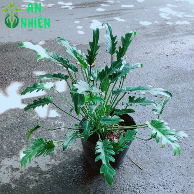 Trầu Bà Chân Vịt