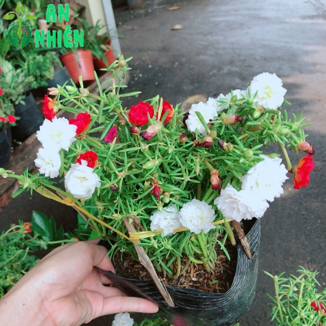 Hoa mười giờ nhiều màu sắc