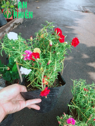 Hoa mười giờ nhiều màu sắc