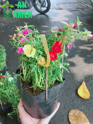 Hoa mười giờ nhiều màu sắc