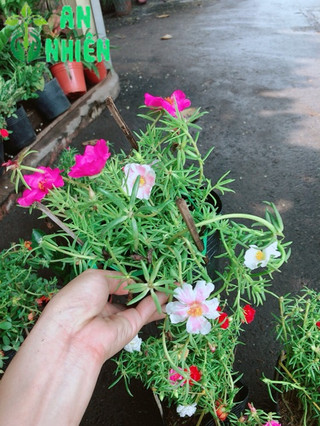 Hoa mười giờ nhiều màu sắc