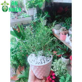 Chậu Cây Hương Thảo
