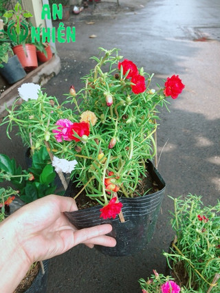 Hoa mười giờ nhiều màu sắc