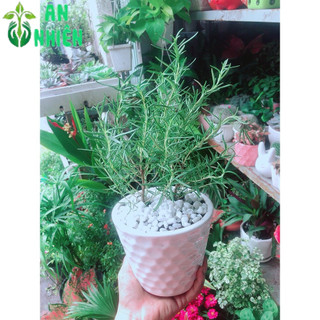 Chậu Cây Hương Thảo