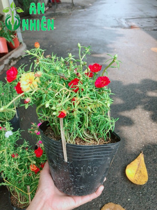 Hoa mười giờ nhiều màu sắc