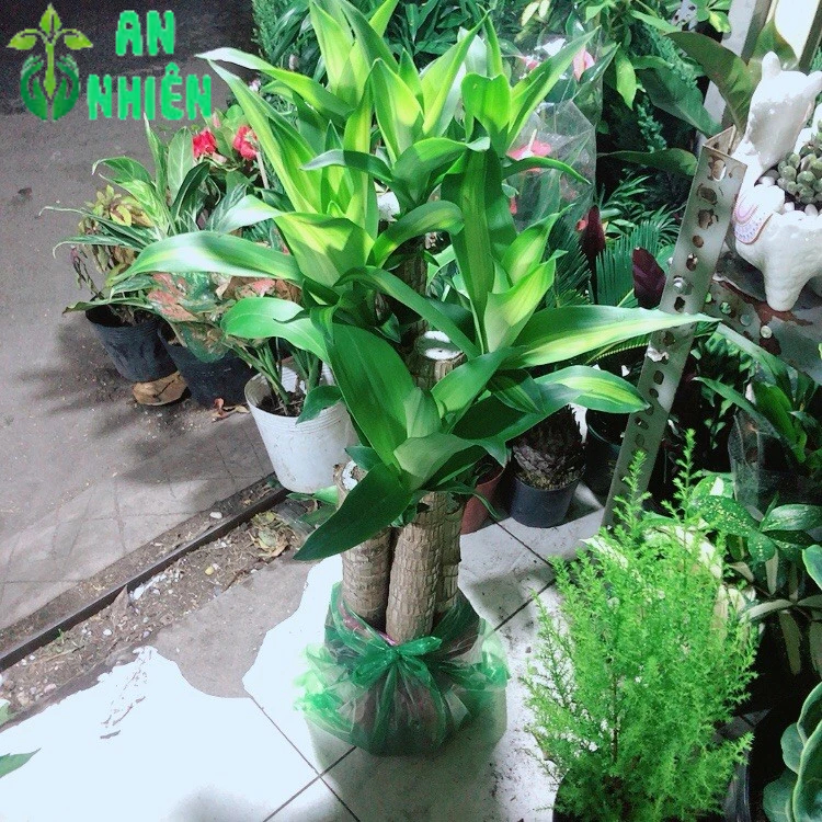 Cây Phát Tài 5 Thân