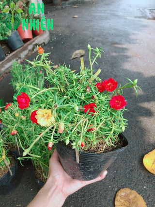 Hoa mười giờ nhiều màu sắc