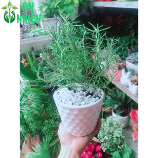 Chậu Cây Hương Thảo