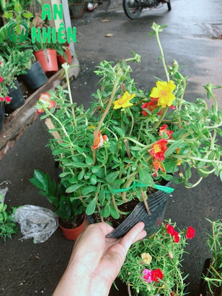 Hoa mười giờ nhiều màu sắc