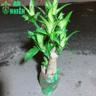 Cây Phát Tài 5 Thân