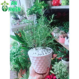 Chậu Cây Hương Thảo