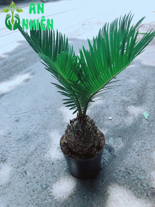Cây Vạn Tuế
