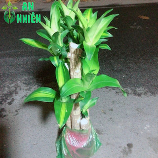 Cây Phát Tài 5 Thân