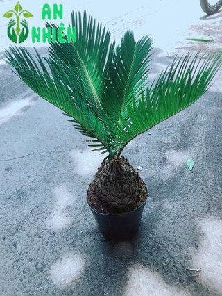 Cây Vạn Tuế