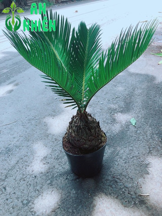 Cây Vạn Tuế