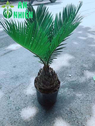 Cây Vạn Tuế