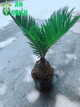 Cây Vạn Tuế