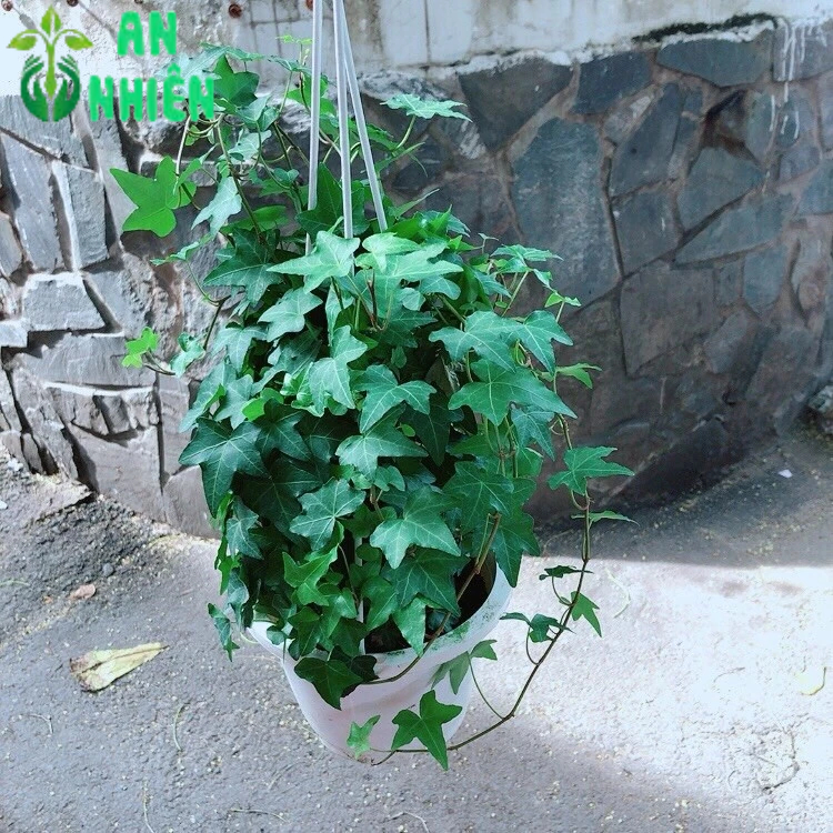 Chậu Cây Thường Xuân Size Lớn