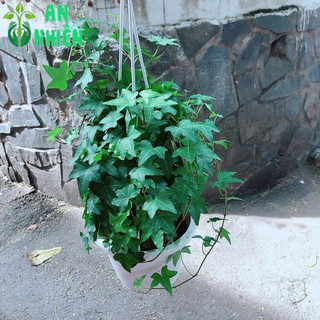 Chậu Cây Thường Xuân Size Lớn