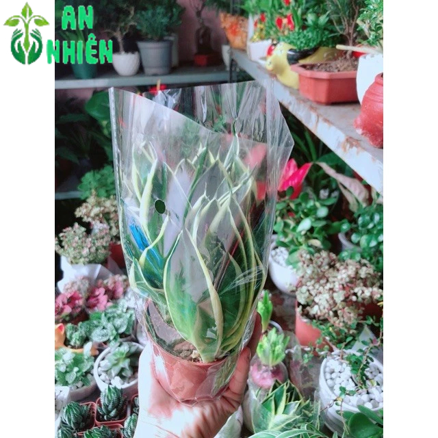 Lưỡi Hổ Thái Xanh Thái