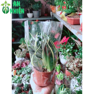 Lưỡi Hổ Thái Xanh Thái