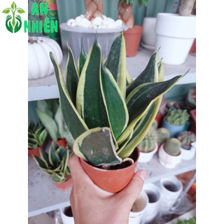 Lưỡi Hổ Thái Xanh Thái