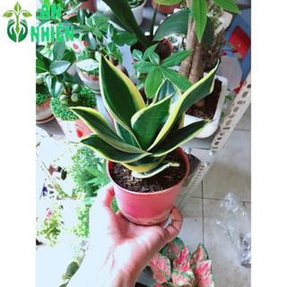 Lưỡi Hổ Thái Xanh Thái
