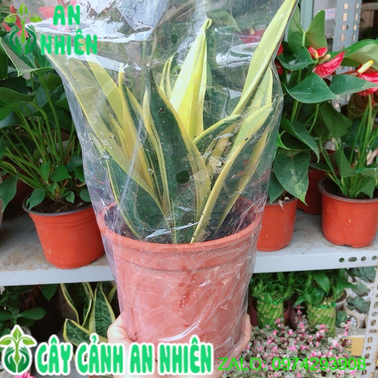Lưỡi Hổ Hoàng Kim