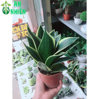Lưỡi Hổ Thái Xanh Thái
