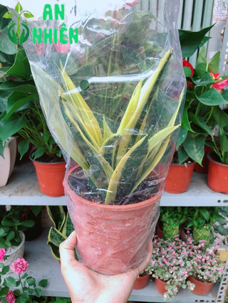 Lưỡi Hổ Hoàng Kim