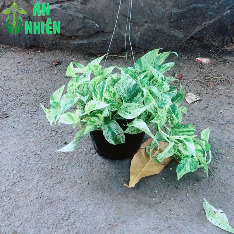 Trầu Bà Sữa Leo