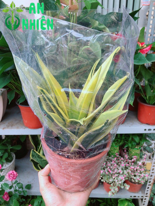 Lưỡi Hổ Hoàng Kim
