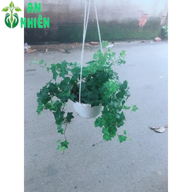 Chậu Cây Thường Xuân