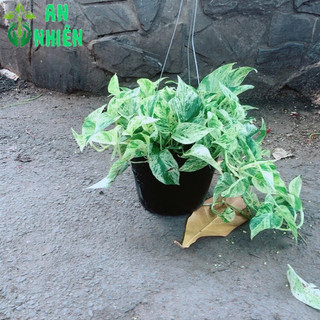 Trầu Bà Sữa Leo