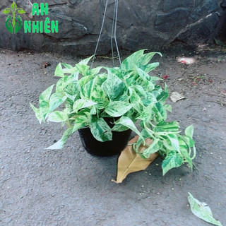 Trầu Bà Sữa Leo