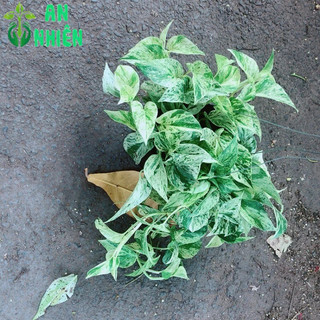 Trầu Bà Sữa Leo