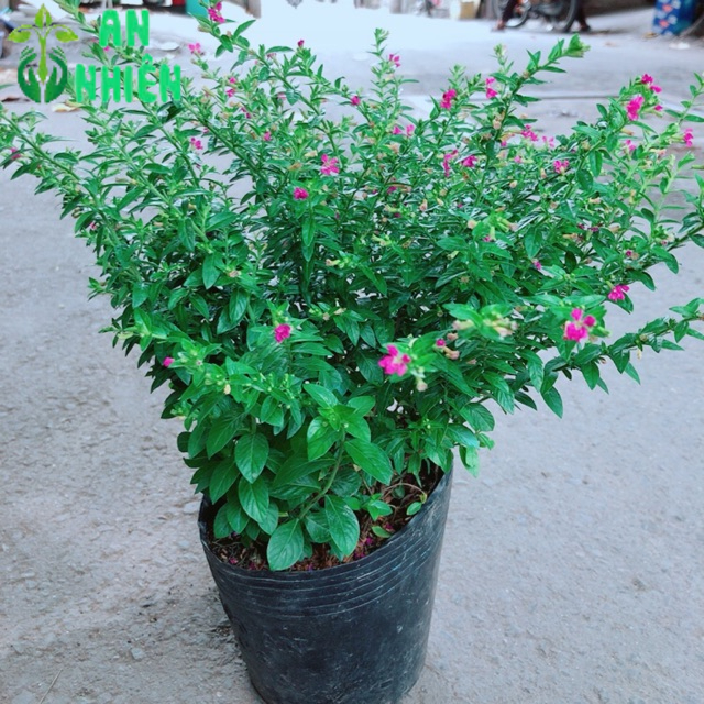 Cây Cẩm Tú Mai