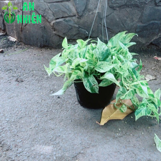 Trầu Bà Sữa Leo