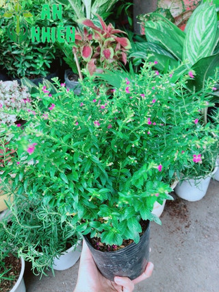 Cây Cẩm Tú Mai