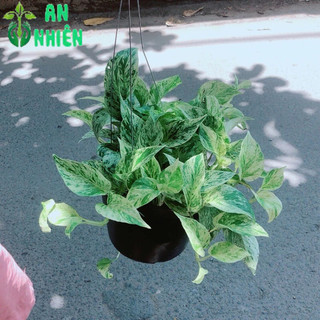 Trầu Bà Sữa Leo