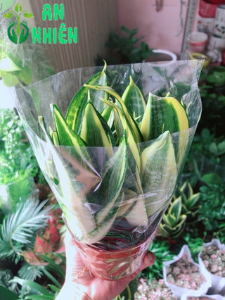 Lưỡi Hổ Thái Vàng
