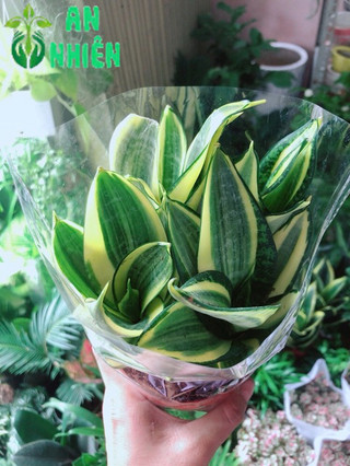 Lưỡi Hổ Thái Vàng