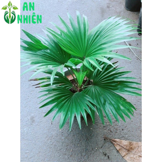 Cây Cọ Kiểng