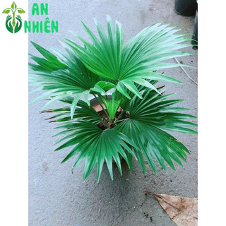 Cây Cọ Kiểng