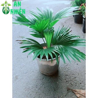 Cây Cọ Kiểng