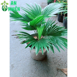 Cây Cọ Kiểng