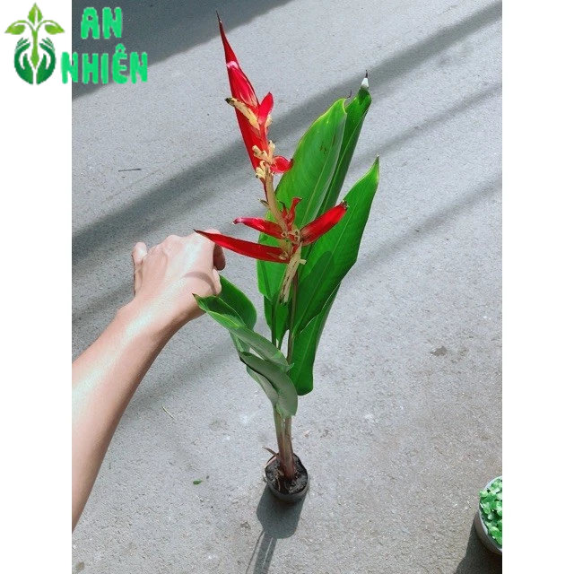 Cây Chuối Mỏ Két