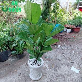 Chậu Cây Bàng Singapore Cao 1m