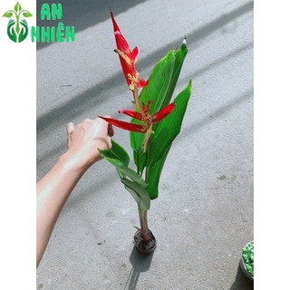 Cây Chuối Mỏ Két